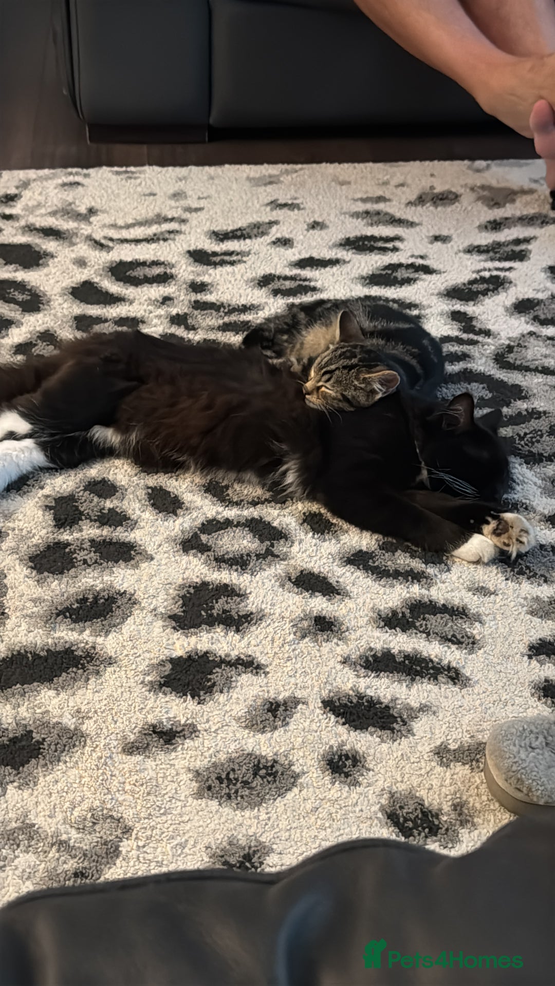 Maine Coon cats for sale: Two kittens one main cone cross and bsh cross  - Image 2