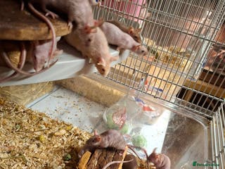 Mouse rodents Male naked mice - Advert 18