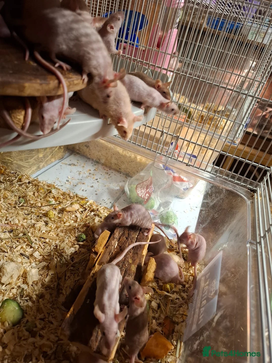 Mouse rodents for sale: Male naked mice - Advert 1