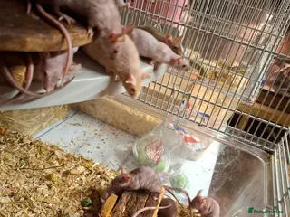 Mouse rodents Male naked mice - Advert 12