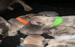 French Bulldog dogs for sale: French bulldog puppies for sale!!  - Image 2