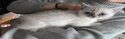 Mixed Breed cats for sale: LAST GIRL LEFT 4 BRITISH SHORTHAIR X KITTENS 🩵🩷 - Advert 3