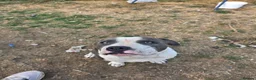 Staffordshire Bull Terrier dogs for sale: 7 month old staffordshire-bull-terrier  in Ilminster - Advert 2
