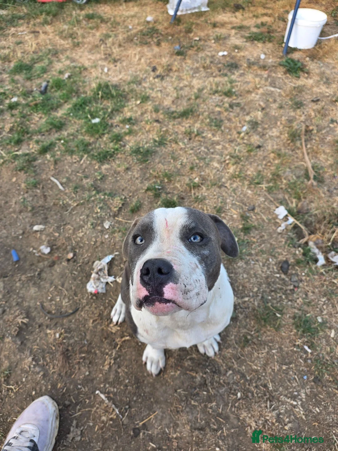 Staffordshire Bull Terrier dogs for sale: 7 month old staffordshire-bull-terrier  in Ilminster - Advert 2