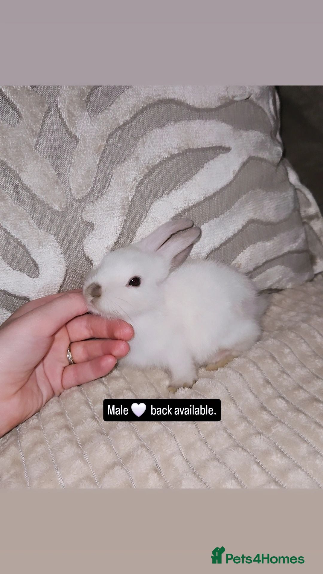 Mini Lop rabbits Mini lop bunnies - Advert 1