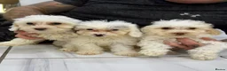 Cockapoo dogs for sale: 👀READY TO GO NOW👀 TINY TEDDYBEAR COCKAPOO'S  - Advert 4