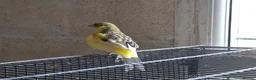 Canaries birds for sale: Canaries for sale - Advert 4