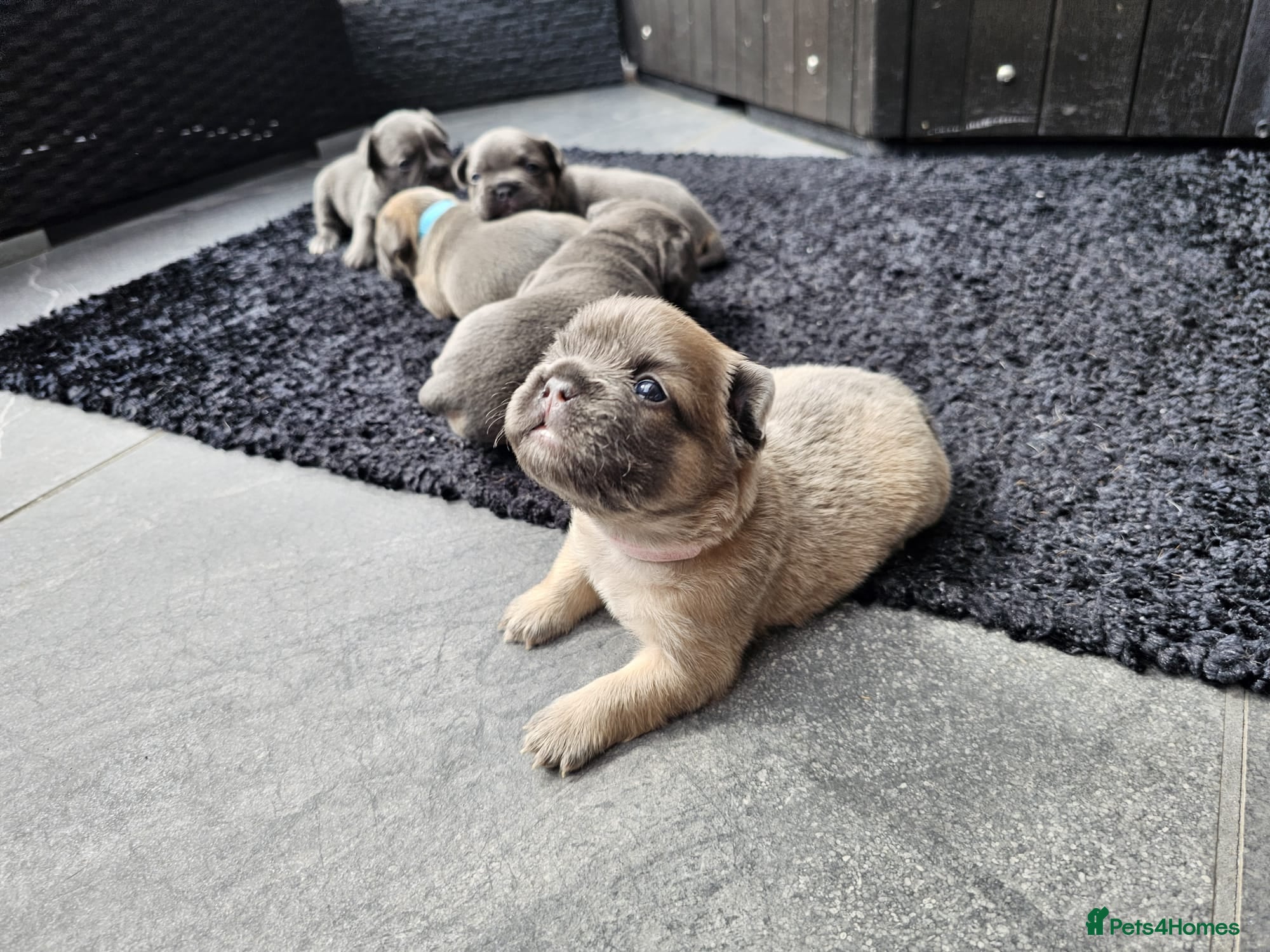 French Bulldog dogs NEW VIDEOS Gorgeous French Bull Dog Puppies - Advert 2