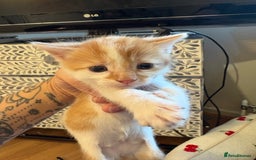 American Shorthair cats for sale: 5 beautiful kittens available  - Image 4