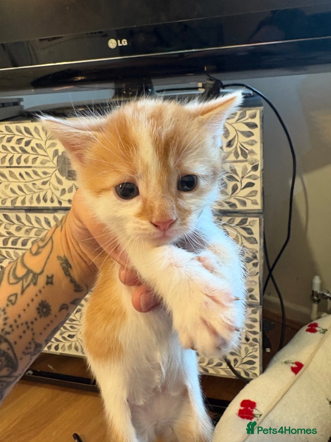 American Shorthair cats for sale: 5 beautiful kittens available  - Image 4