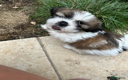Shih Tzu dogs for sale: Beautiful shih Tzu puppies - Image 5