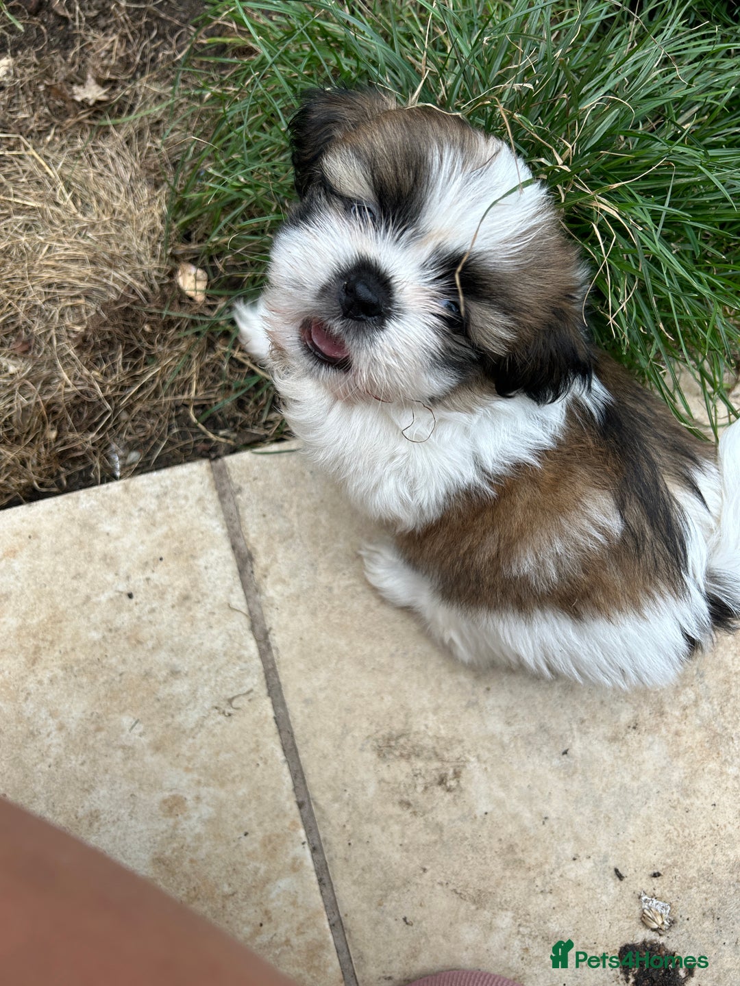 Shih Tzu dogs for sale: Beautiful shih Tzu puppies - Image 5
