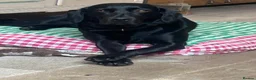 Labrador Retriever dogs for sale: KC Labradors | Wonderful Family Temperaments in London - Advert 4