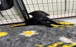 Labrador Retriever dogs for sale: Labrador puppies  - Image 21