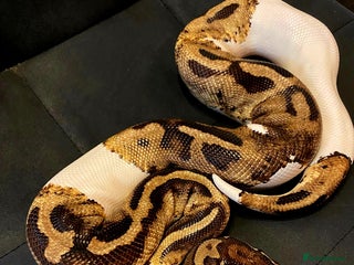 Python Snake reptiles - Advert 39