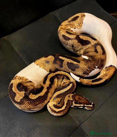 Python Snake reptiles - Advert 5