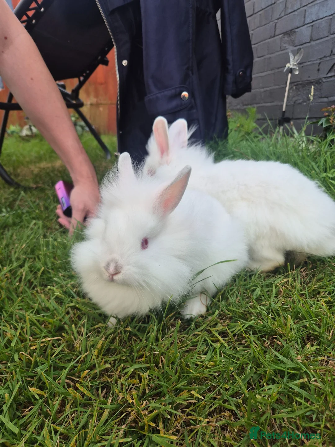 Mixed Breed rabbits for sale: One bun left  - Advert 4