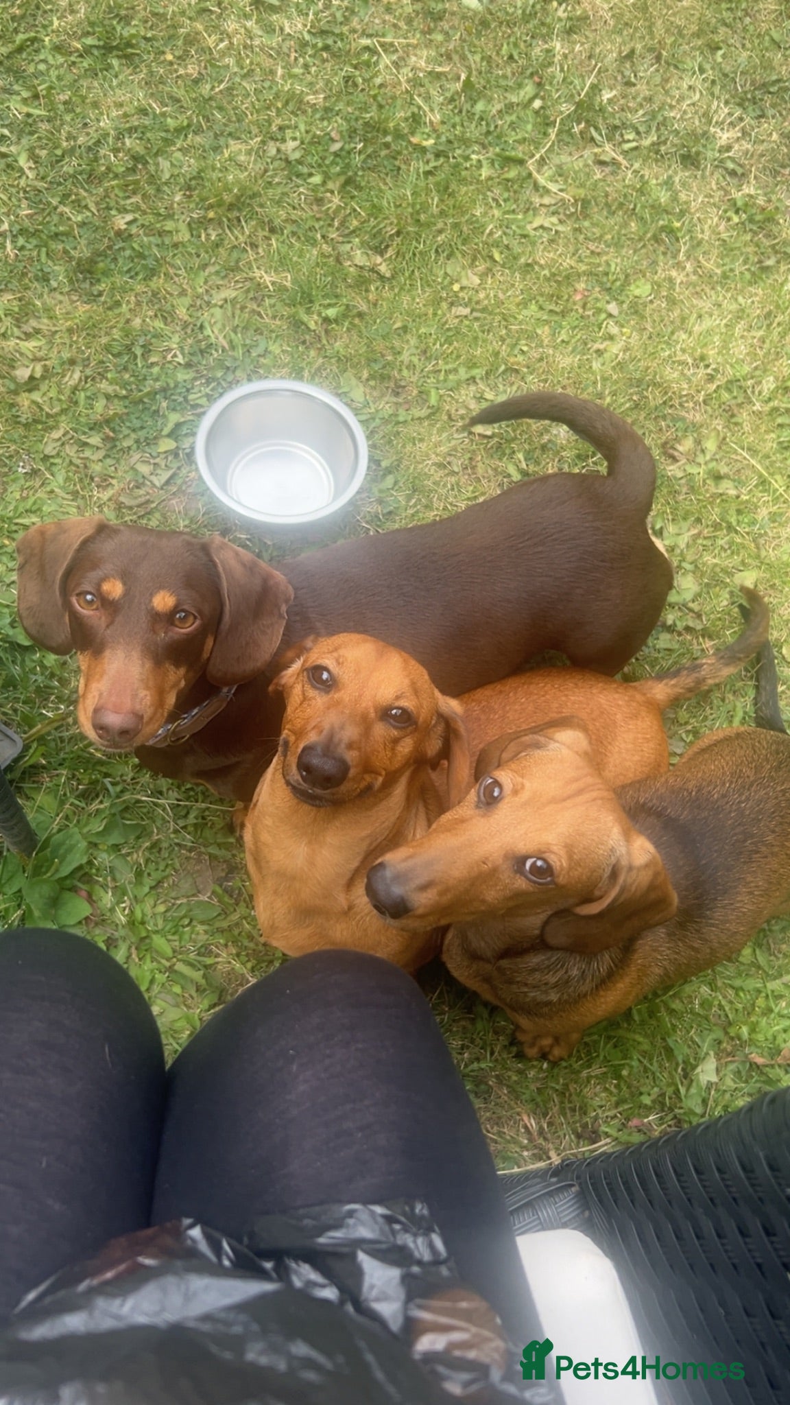 Miniature Dachshund dogs One boy available  - Advert 2