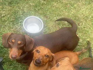 Miniature Dachshund dogs One boy available - Advert 3