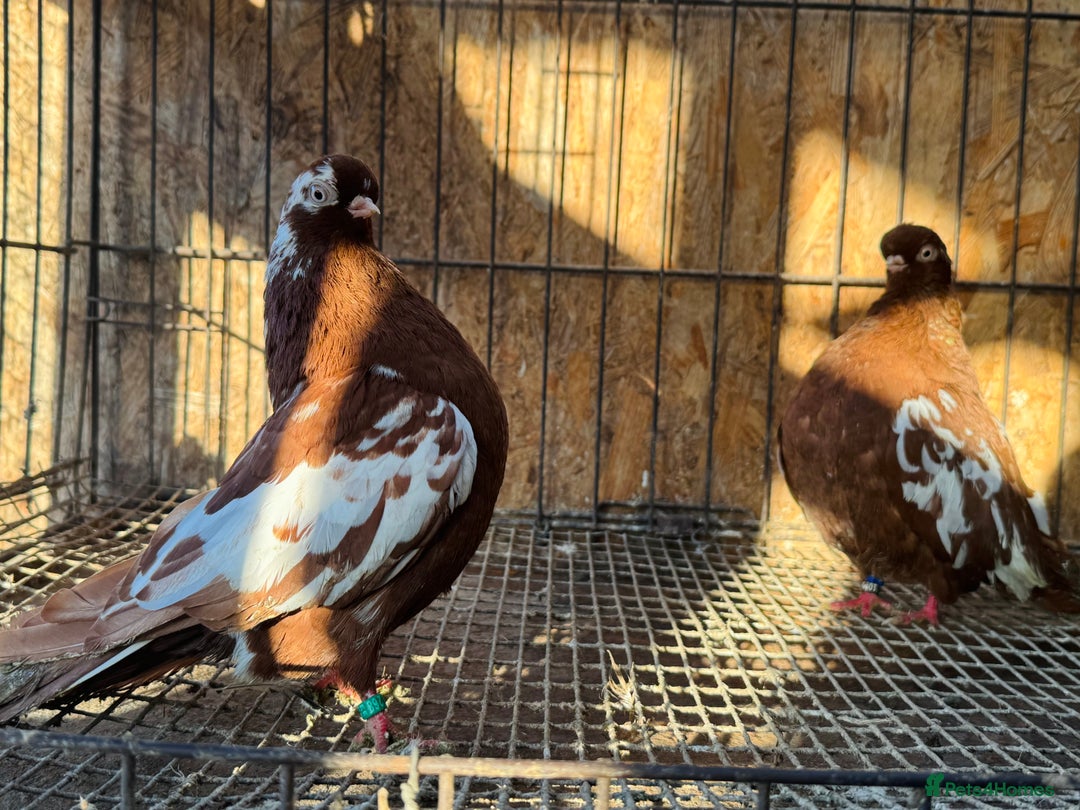Pigeons birds for sale: RARE ENGLISH SHORTFACE TUMBLERS - Advert 10