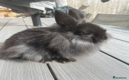Lionhead rabbits for sale: 1 x male lionhead  - Image 5