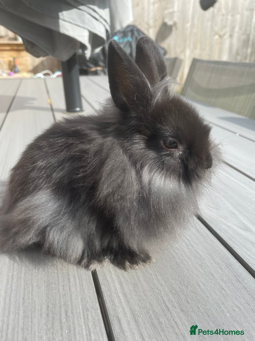 Lionhead rabbits for sale: 1 x male lionhead  - Image 5