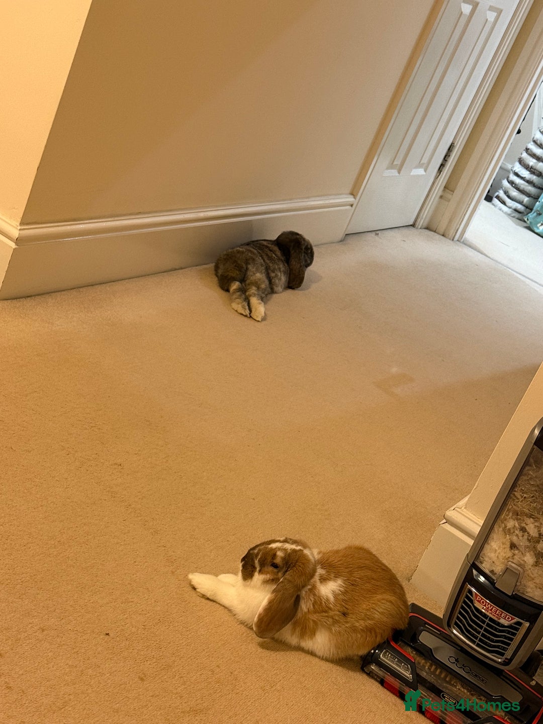 Mini Lop rabbits for sale: Female and male bonded rabbits for sale - Image 7