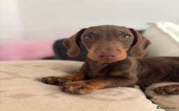 Miniature Dachshund dogs for sale: Chocolate and tan miniature dachshund  - Image 1