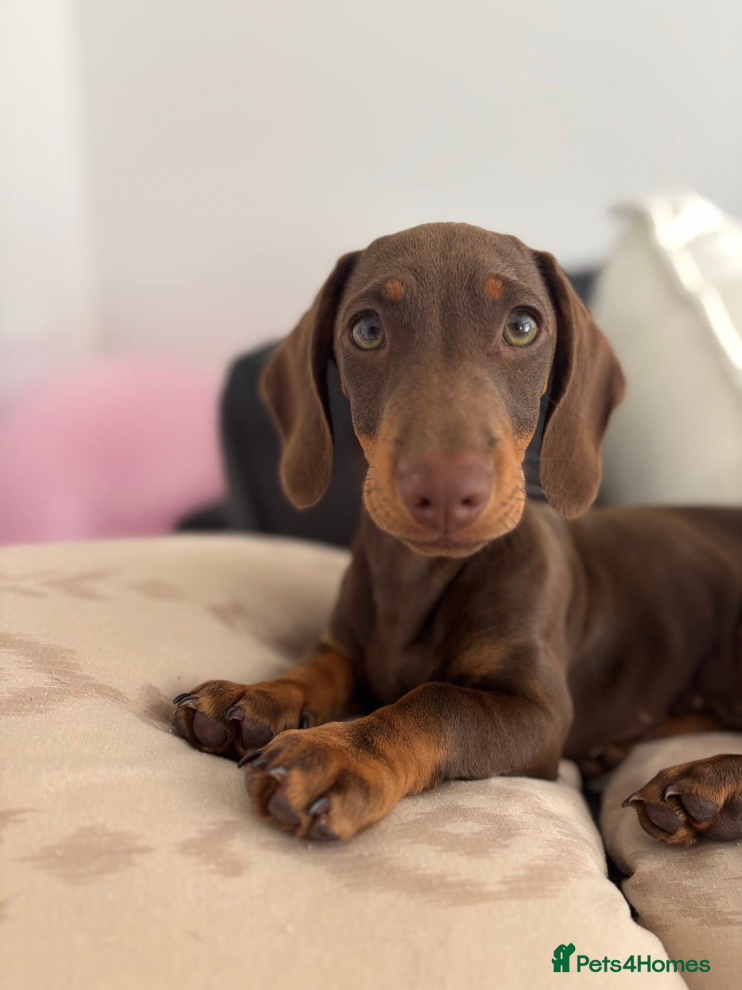 Miniature Dachshund dogs for sale: Chocolate and tan miniature dachshund  - Image 1
