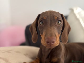Miniature Dachshund dogs for sale - Advert 1