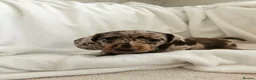 Dachshund dogs for sale: 🐶Chocolate & Cream Dachshund for Sale 🐶 - Advert 3