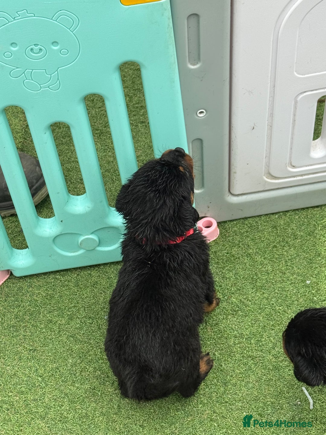 Rottweiler dogs for sale: Rottweiler puppies  - Image 4