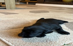 Labrador Retriever dogs for sale: KC Registered Labrador Puppies Ready 24th November - Image 13