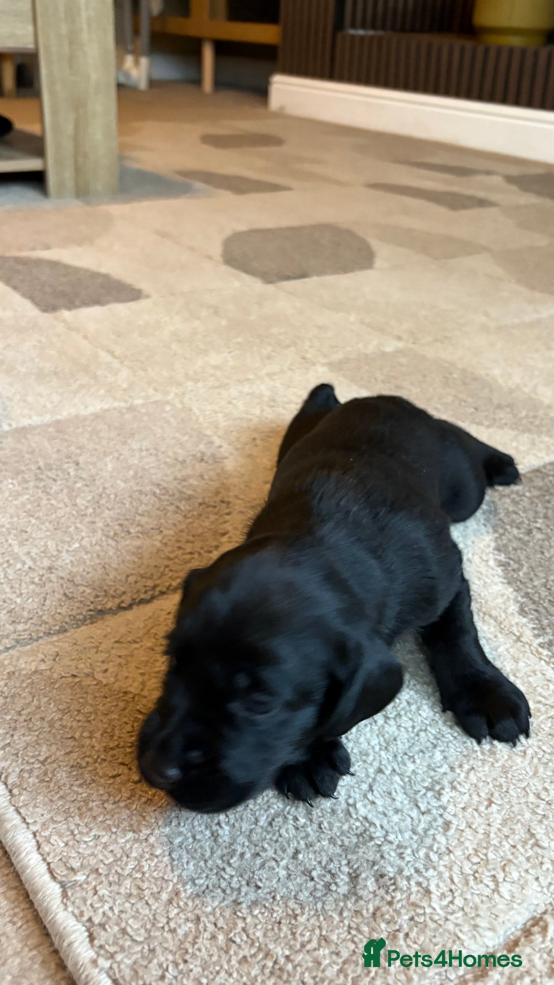 Labrador Retriever dogs for sale: KC Registered Labrador Puppies Ready 24th November - Image 13