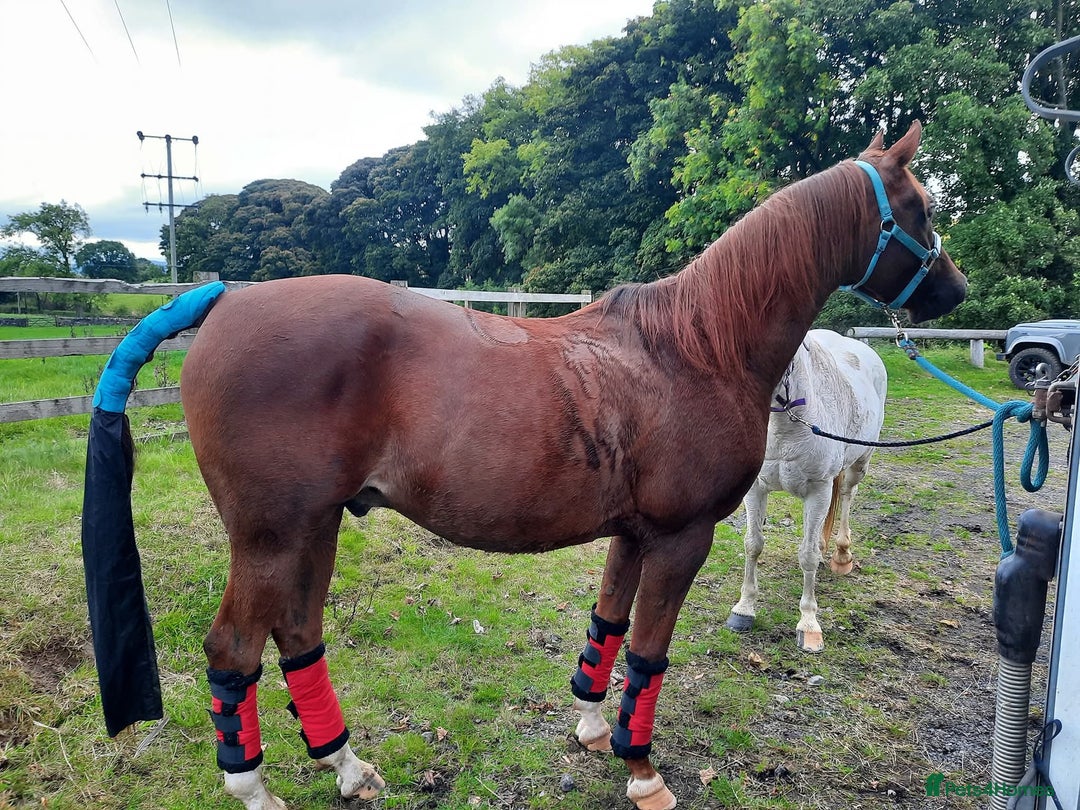 Arabian horse horses for sale: 15hh Arab Gelding For Sale - Image 10