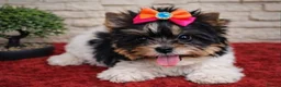 Biewer Terrier dogs for sale: Tiny Biewer Yorkshire Terrier Girls  - Advert 8