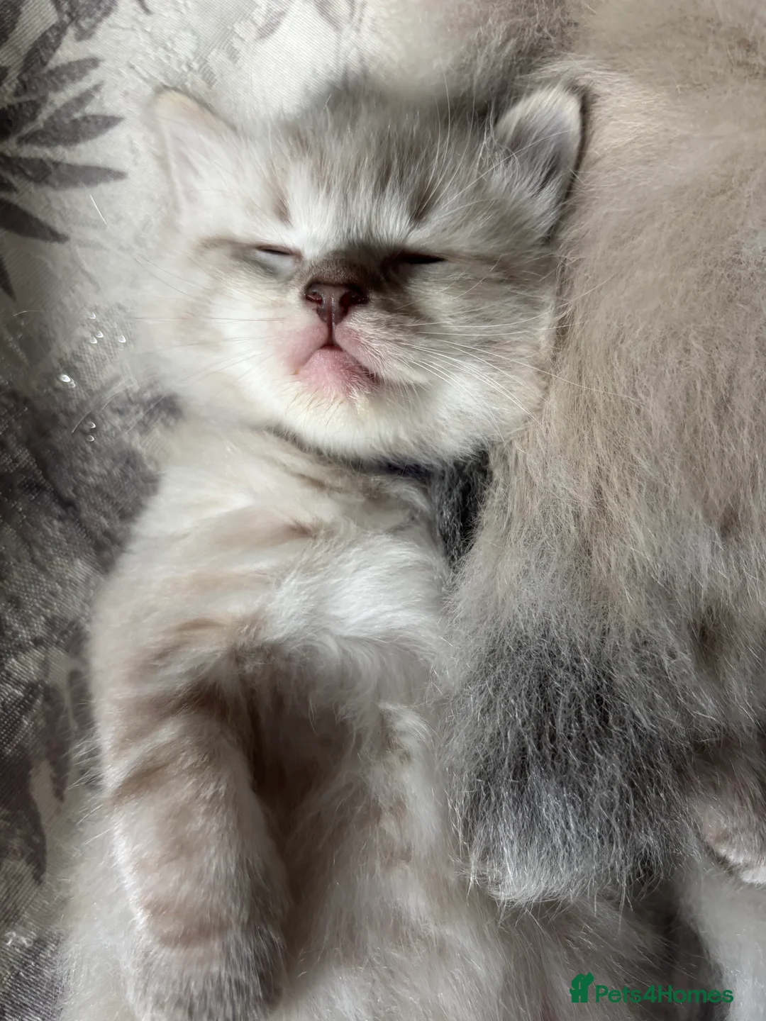Mixed Breed cats for sale: Ragdoll Siberian Neva Masquerade Kittens - Advert 38
