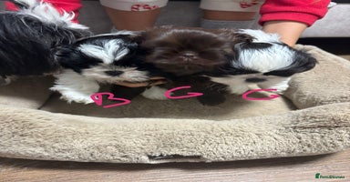 Shih Tzu dogs - Advert 9