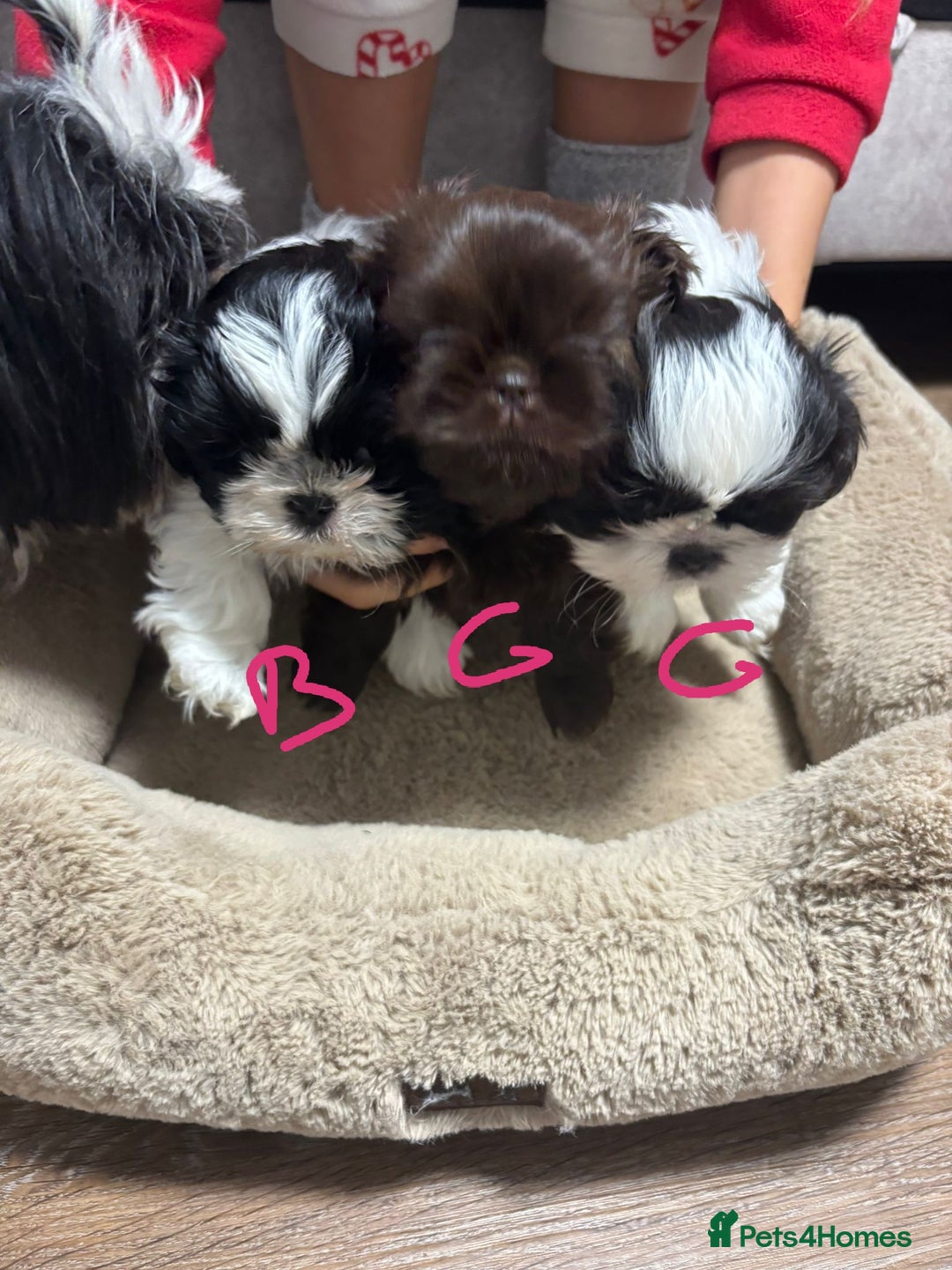 Shih Tzu dogs for sale: Imperial Shih Tzu Ready to leave - Image 18
