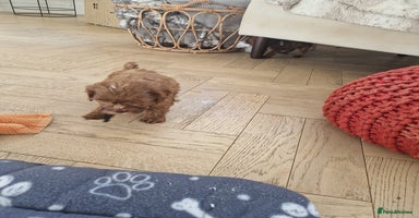 Cavapoo dogs - Advert 2