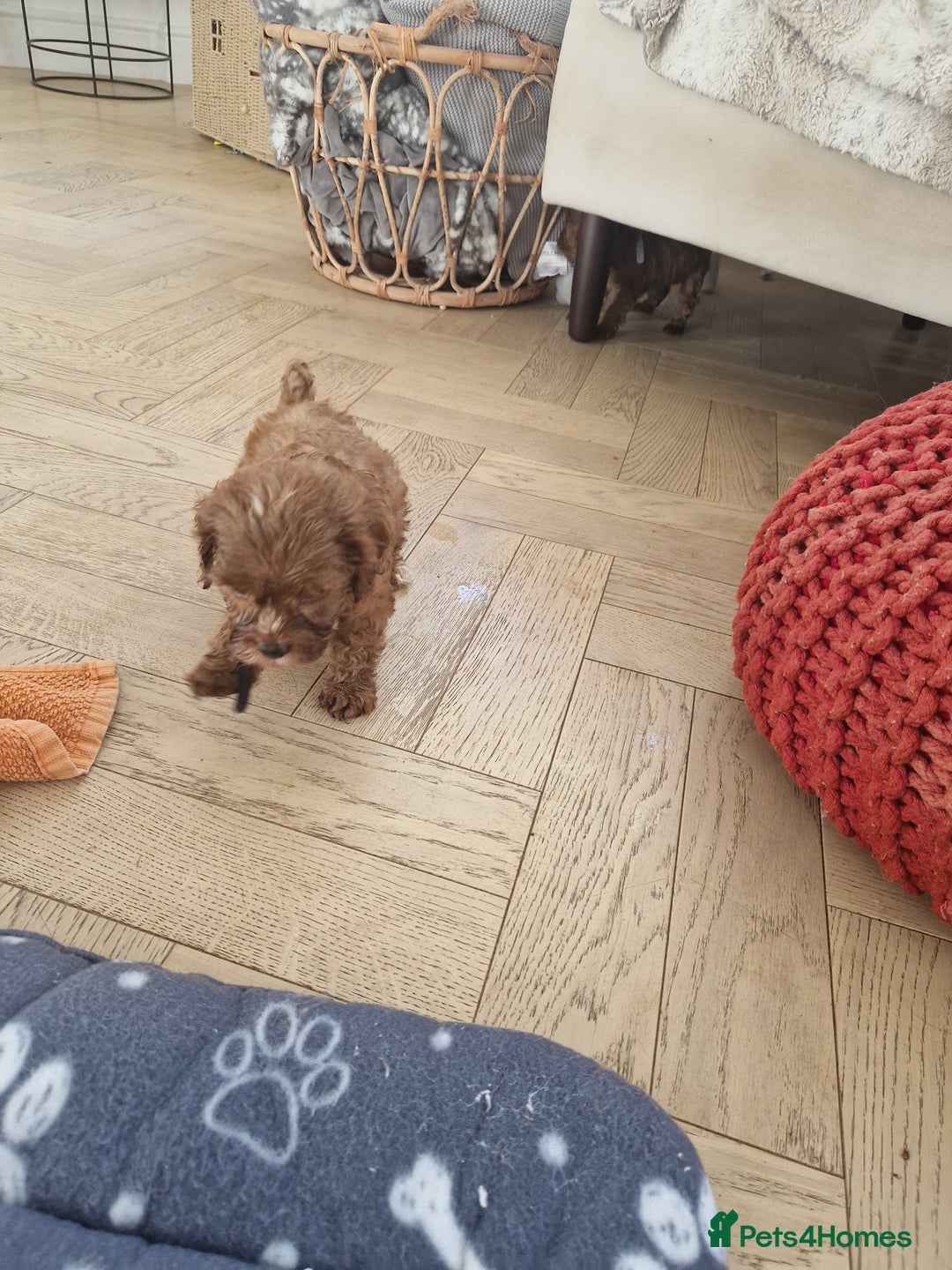 Cavapoo dogs for sale: Beautiful cavapoo puppies - Image 2