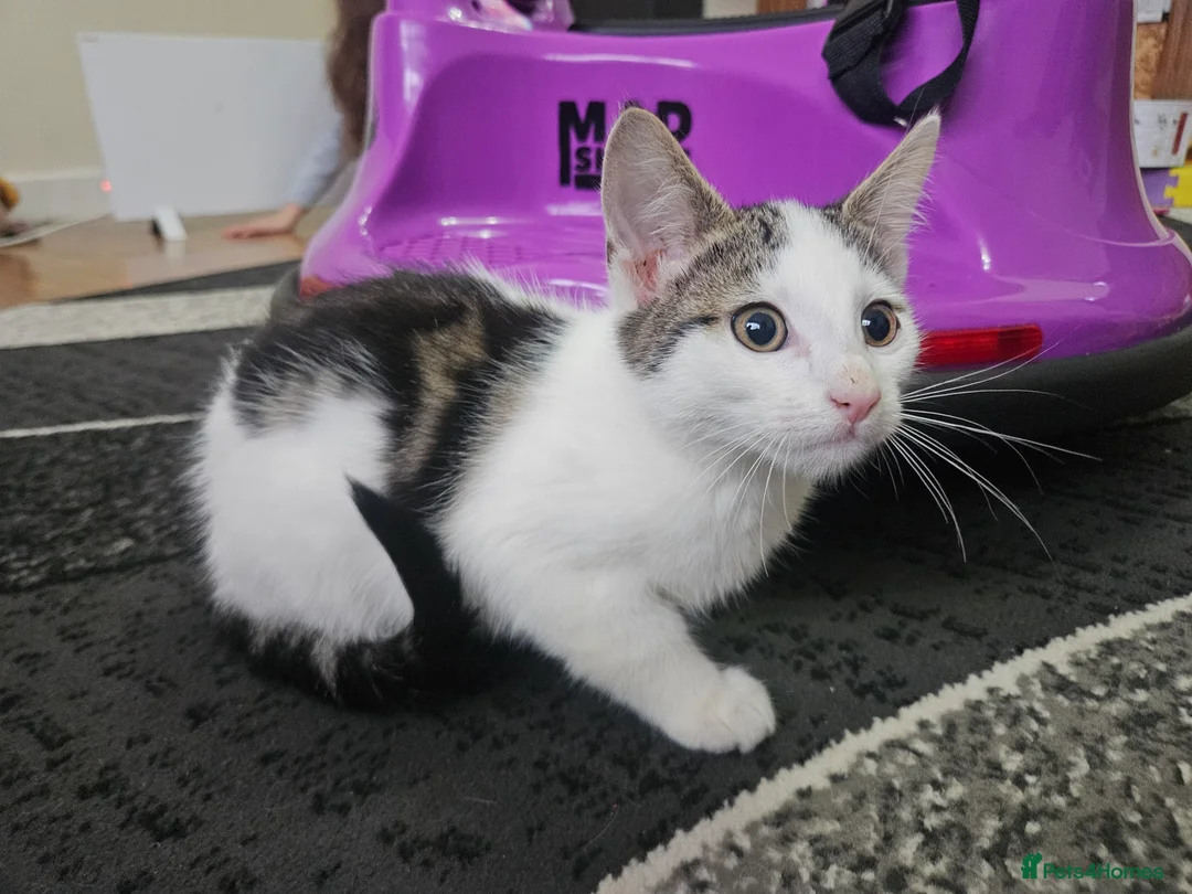 Mixed Breed cats for sale: ​🐾 Precious Bottle-Fed & Hand-Raised Kittens ❣️ - Advert 15