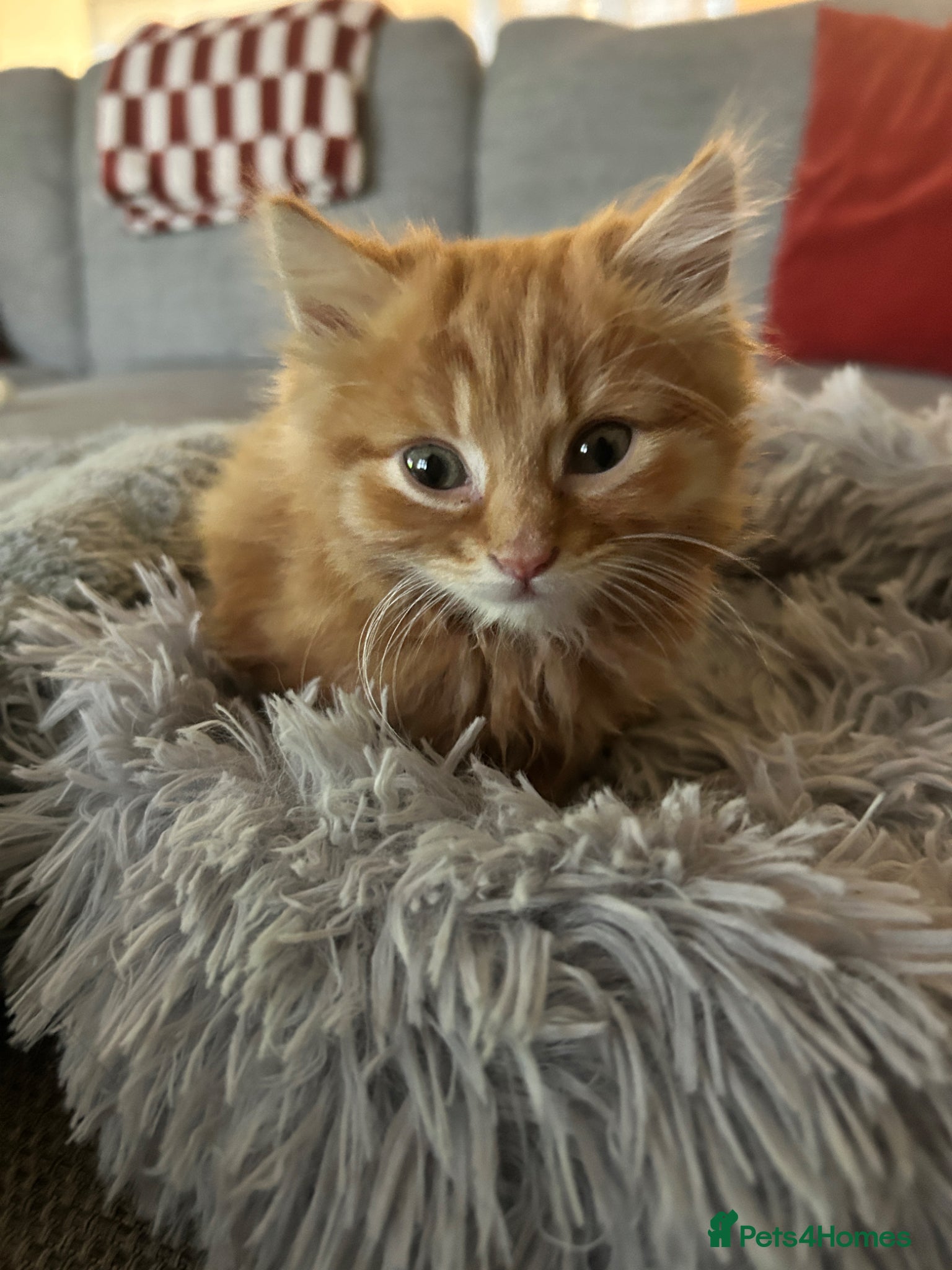 Mixed Breed cats Beautiful male Ginger kitten - Advert 1