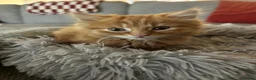 Mixed Breed cats for sale: Beautiful male Ginger kitten - Advert 1