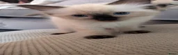 Ragdoll cats for sale: 6 purebred Ragdoll kittens reservations taken now  in Tiverton - Advert 10
