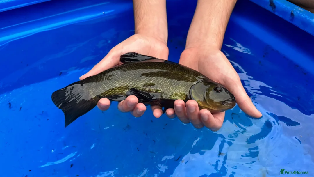 Koi Carp fish for sale: Koi and tench, see below for prices and details. - Advert 6