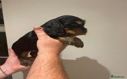 Cocker Spaniel dogs for sale: 6 gorgeous cocker spaniel puppies  - Image 21