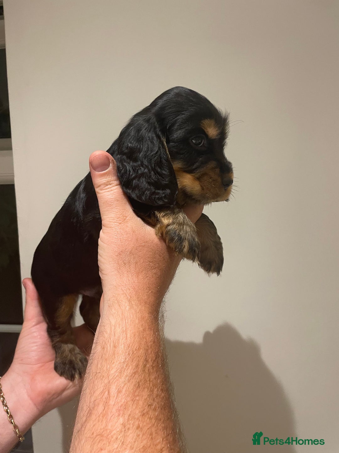 Cocker Spaniel dogs for sale: 6 gorgeous cocker spaniel puppies  - Image 21
