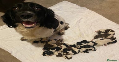 English Springer Spaniel dogs - Advert 10