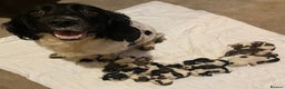 English Springer Spaniel dogs for sale: 6 Kc registered English springer spaniel pups  - Advert 2